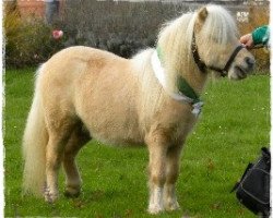 stallion Carlos van de Laarhoeve (Shetland pony (under 87 cm), 2009, from Lector van de Nijkamphoeve)