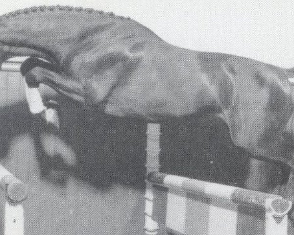 Deckhengst Lavarius (Holsteiner, 1987, von Landgraf I)