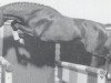 stallion Lavarius (Holsteiner, 1987, from Landgraf I)