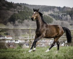 broodmare Minou I (Holsteiner, 2019, from Quabri de l'Isle)