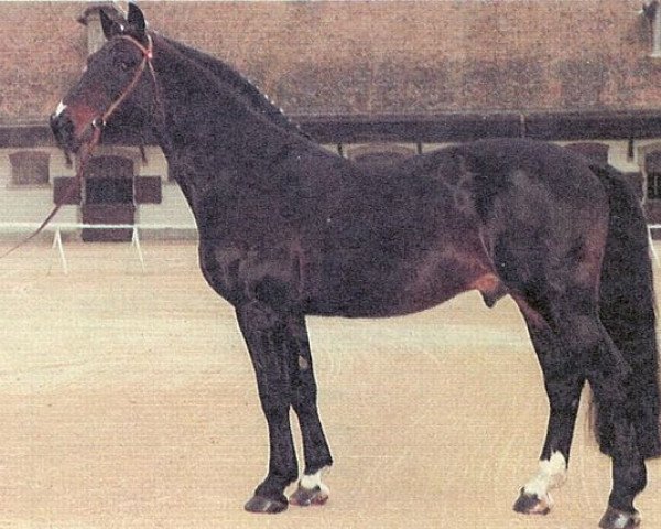 Deckhengst Cinzano (Holsteiner, 1977, von Cor de la Bryère)
