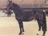 stallion Cinzano (Holsteiner, 1977, from Cor de la Bryère)