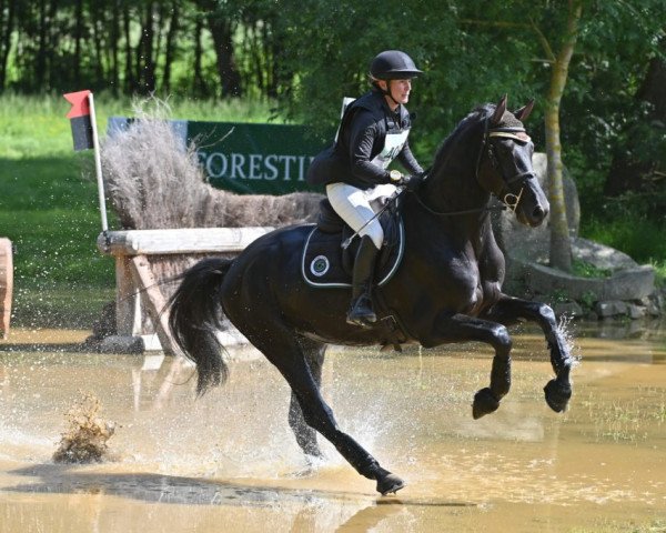 stallion Heroe de Cafeny (Selle Français, 2017, from Diamant de Semilly)