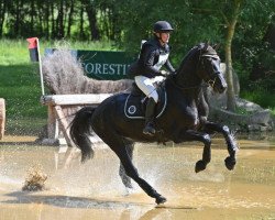 Deckhengst Heroe de Cafeny (Selle Français, 2017, von Diamant de Semilly)