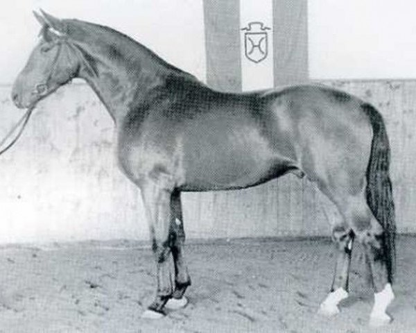 stallion Flamberg (Holsteiner, 1968, from Fanfar)