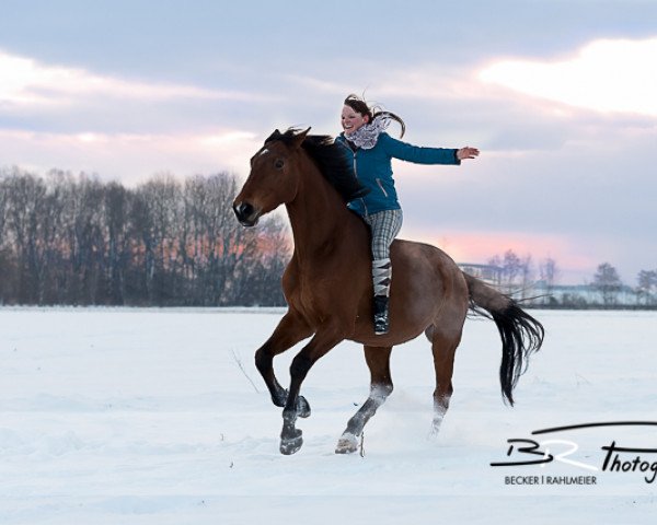 eventing horse Cisco Corazon (Bavarian, 2007, from Caretello B)