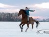 eventing horse Cisco Corazon (Bavarian, 2007, from Caretello B)