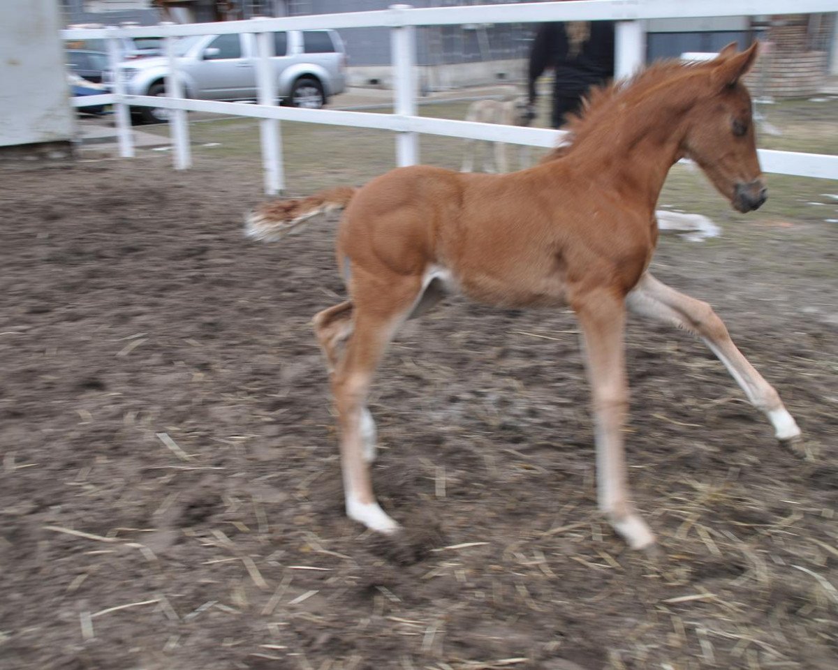 broodmare Hosstess (Hanoverian, 2004, from His Highness)