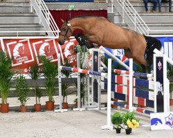 stallion High Five Manciais (Selle Français, 2017, from Vigo Cécé)