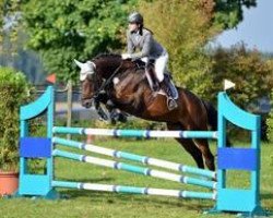 jumper Lennox Lous Z (Zangersheide riding horse, 2004, from Lomitas B)