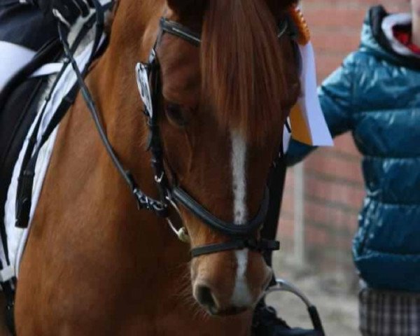 dressage horse Ma Jolie 16 (German Riding Pony, 2002)