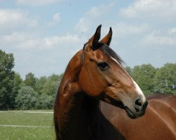 broodmare Eltena (Oldenburg, 1995, from Jabot)