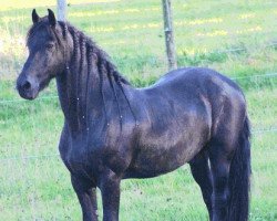 stallion Jelke S. (Friese, 1995, from Tsjomme 329)