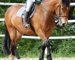 horse Aramis (South German draft horse, 2006, from Schamane)