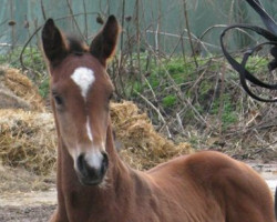 stallion Turbo (Westphalian, 2013, from Totilas)