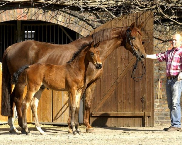 stallion Tomoko (Westphalian, 2012, from Totilas)