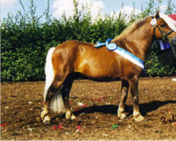 stallion Winner (Dt.Part-bred Shetland pony, 1992, from Whymper I)