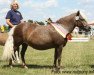 broodmare Basic v.Clus (Dt.Part-bred Shetland pony, 1993, from Whymper I)