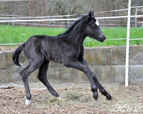 horse Malisha von Regentquelle (Welsh-Pony (Section B), 2013, from Frankenhoeh's Prince Royal)