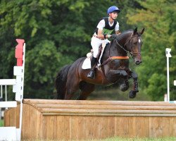 stallion Honey Crunch du Caire (Selle Français, 2017, from Tenareze AA)