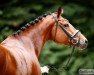 dressage horse Kesse Franzi (Holsteiner, 2017, from Franziskus FRH)