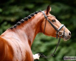 dressage horse Kesse Franzi (Holsteiner, 2017, from Franziskus FRH)