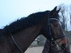 dressage horse Damiano Hit (Westphalian, 2008, from Diamond Hit)