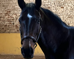 jumper Zöthen's Dali (German Riding Pony, 2010, from Wengelo's Nelson)