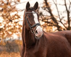 broodmare Soraja 39 (Hanoverian, 2004, from Show Star)