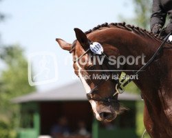 broodmare Daylight 159 (Oldenburg, 2000, from Donatelli I)