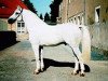 stallion Indygo (Heavy Warmblood, 1994, from Sajudis)
