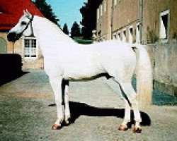 stallion Indygo (Heavy Warmblood, 1994, from Sajudis)