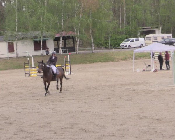 Reitturnier Lgl.-Oberhain, B95 2022