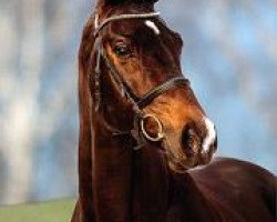 stallion Florestano (Westphalian, 1999, from Florestan I)