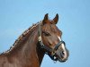 dressage horse Steverheides Dior (German Riding Pony, 2007, from Dein Freund)