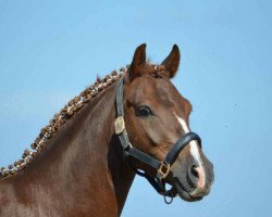 dressage horse Steverheides Dior (German Riding Pony, 2007, from Dein Freund)