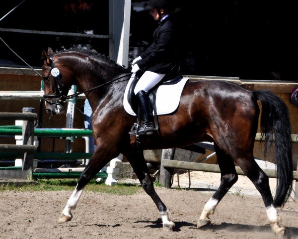 dressage horse Rochester 7 (Hanoverian, 2007, from Rascalino)