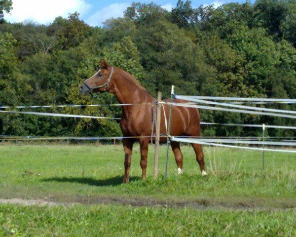 horse Eforro (Trakehner, 1989, from Ephor)