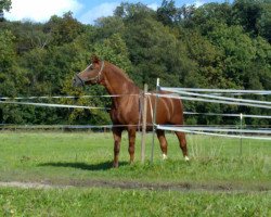 Pferd Eforro (Trakehner, 1989, von Ephor 1371)