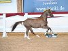 dressage horse Dangerous Temptation (German Riding Pony, 2019, from Dynamite Nobel)