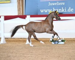 dressage horse Dangerous Temptation (German Riding Pony, 2019, from Dynamite Nobel)