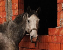 dressage horse Champus (Hanoverian, 2006, from Chalet)