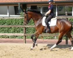 dressage horse Carlotta B (Westphalian, 2007, from Cristallo I)