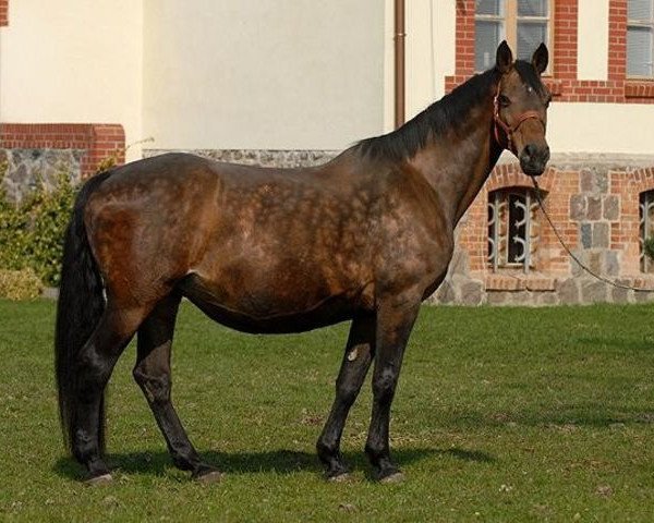 broodmare Firstcaletta (Holsteiner, 1991, from Caletto I)