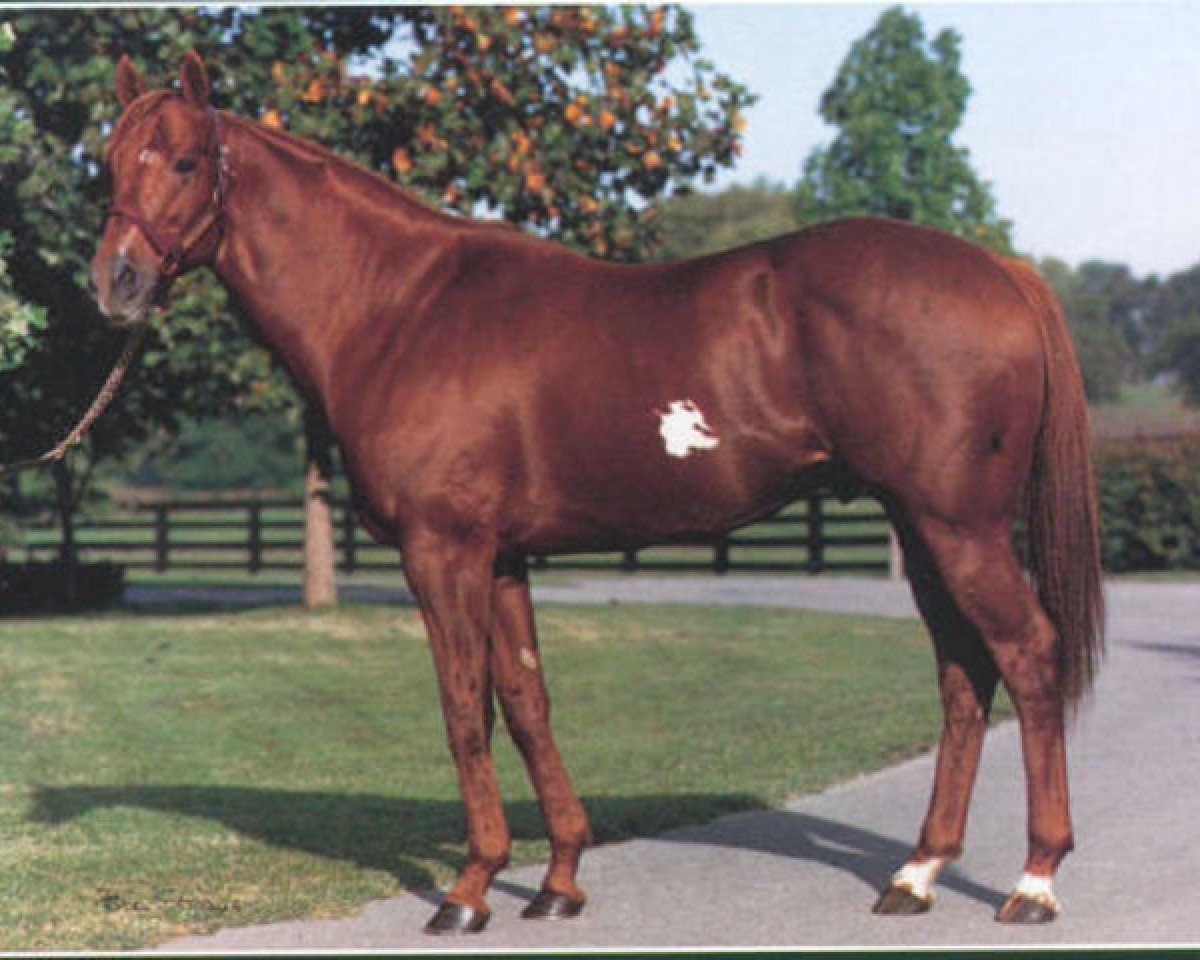 stallion Naevus xx (Thoroughbred, 1980, from Mr. Prospector xx)