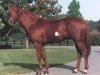 stallion Naevus xx (Thoroughbred, 1980, from Mr. Prospector xx)