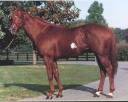 stallion Naevus xx (Thoroughbred, 1980, from Mr. Prospector xx)