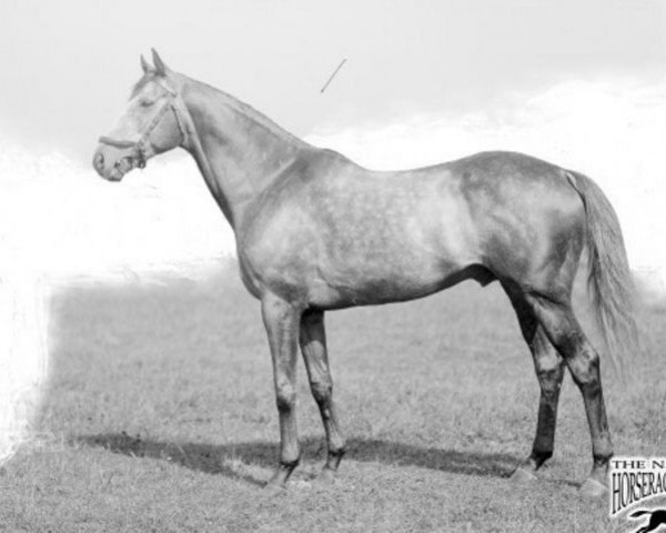 stallion Portlaw xx (Thoroughbred, 1928, from Beresford xx)