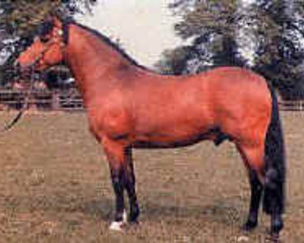 Deckhengst Tomatin Golden Gorse (New-Forest-Pony, 1967, von Durley Sovereign of Burton)