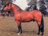 stallion Tomatin Golden Gorse (New Forest Pony, 1967, from Durley Sovereign of Burton)